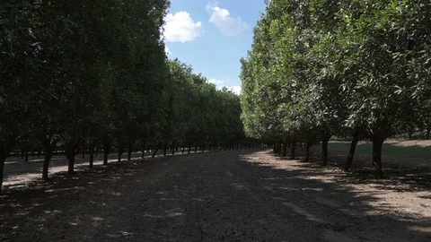 Macadamia trees Stock Footage 118017382