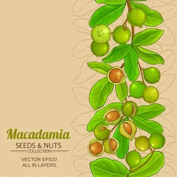 Macadamia vector background Stock Illustration