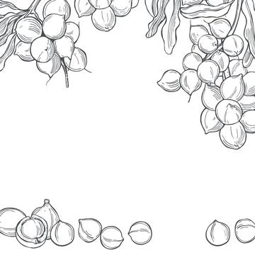 Macadamia. Vector background. Stock Illustration