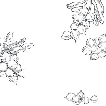 Macadamia. Vector background. Stock Illustration