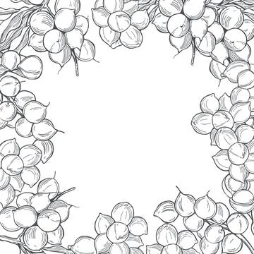 Macadamia. Vector background. Stock Illustration