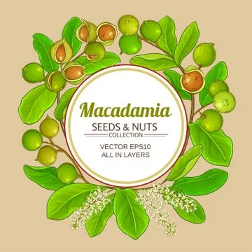 Macadamia vector frame Stock Illustration