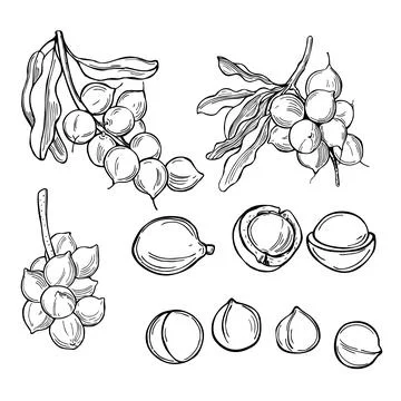 Macadamia. Vector   illustration. Stock Illustration