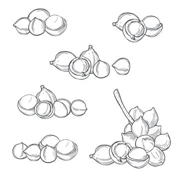 Macadamia. Vector   illustration. Stock Illustration