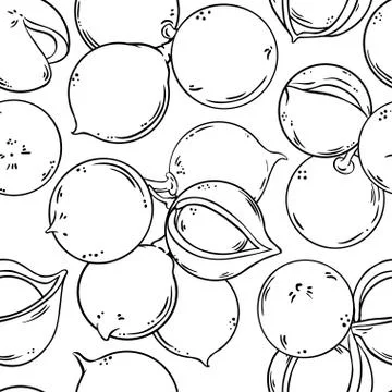 Macadamia vector pattern Stock Illustration