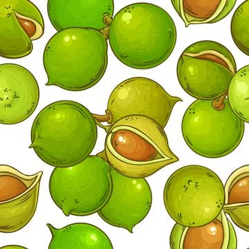 Macadamia vector pattern Stock Illustration