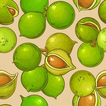 Macadamia vector pattern Stock Illustration