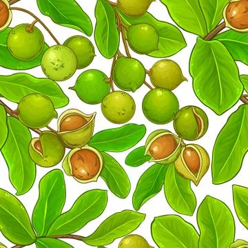 Macadamia vector pattern Stock Illustration