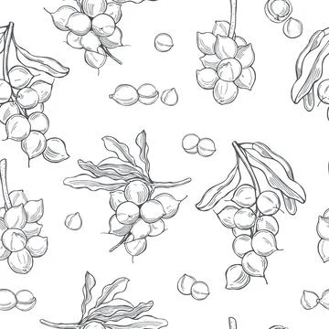 Macadamia. Vector   pattern. Stock Illustration