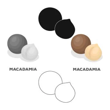 Macadamia.Different kinds of nuts single icon in cartoon style vector symbol Stock Illustration