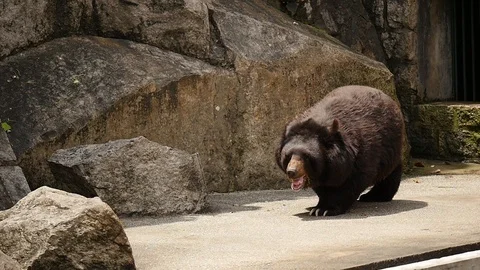 Macao Bear Slow Motion Video stock 88634909