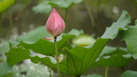 Macao Beautiful Flower Stock-Footage 88632895