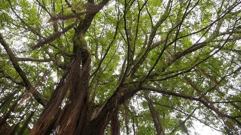 Macao Beautiful Tree Vídeo Stock 88633248