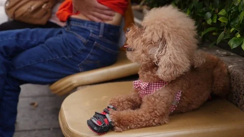Macao Funny Cute Dog Stock Footage 88635408