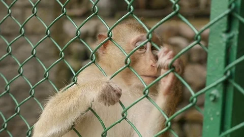 Macao Monkey Slow Motion Video stock 88634921