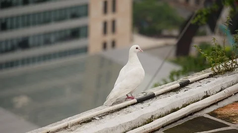 Macao Pidgeon Slow Motion Video stock 88632718
