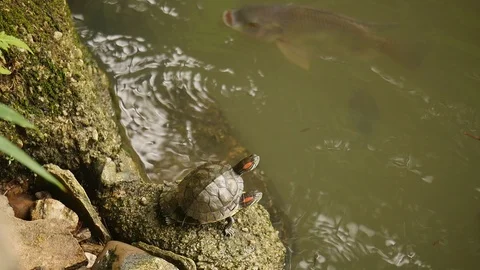 Macao Turtle and Fish Video stock 88632772