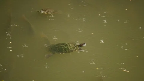 Macao Turtle swimming Video stock 88632615