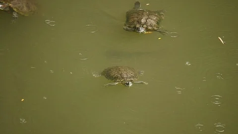 Macao Turtle Swimming Funny Video stock 88632789