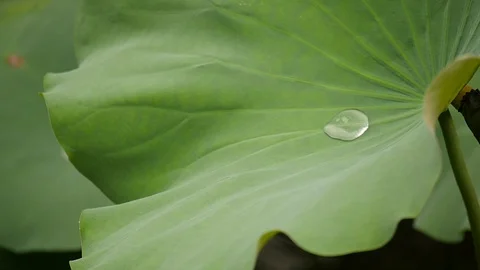 Macao Water on Leaf Slow Motion Video stock 88632910