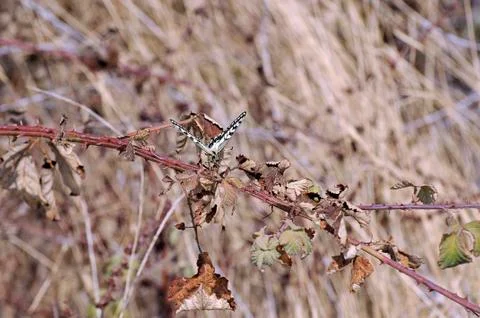 Macaon butterfly 写真素材