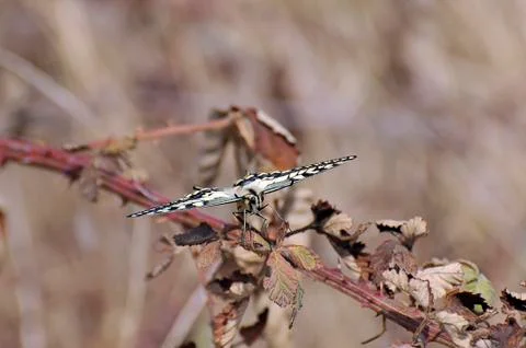 Macaon butterfly 写真素材