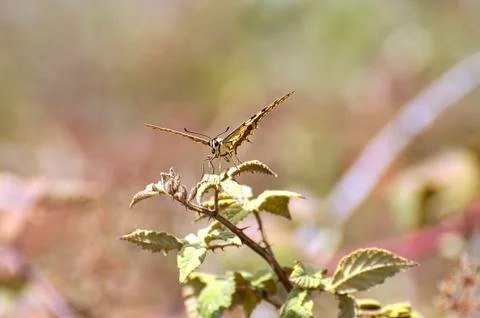 Macaon butterfly 写真素材