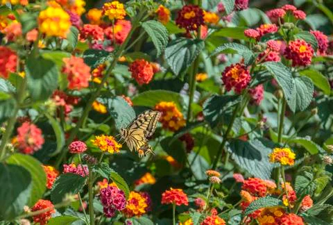 Macaone butterfly Foto stock