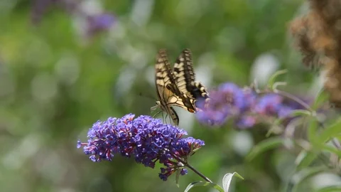 Macaone, papilio machaon, on the flowering of Buddleja Stock Footage 95774913
