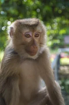Macaportrait of macaque, on a blurred background of green tropical vegetation Stock Photos
