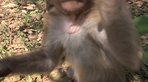 Macaque attacks camera Stock Footage 61544276