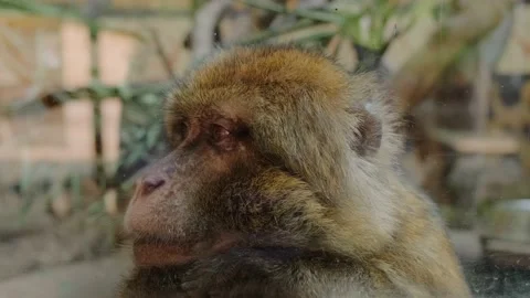 A macaque in an aviary Stock Footage 160342895