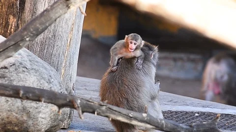 Macaque with baby Stock Footage 93781152