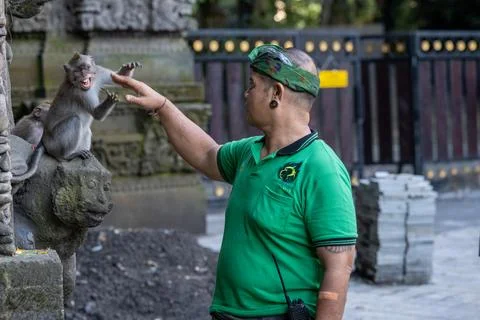 Macaque Bares Teeth During Staff Interaction in Ubud Stock Photos