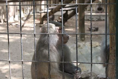 Macaque behind bars with a gaze Stock Photos