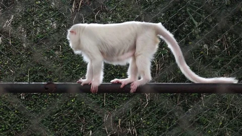 Macaque (Beruk) in a cage Vídeos de archivo 119098115