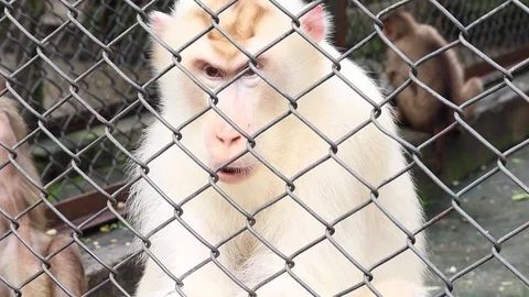 Macaque (Beruk) in a cage Vídeos de archivo 119098283