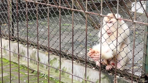 Macaque (Beruk) in a cage Vídeos de archivo 119098317