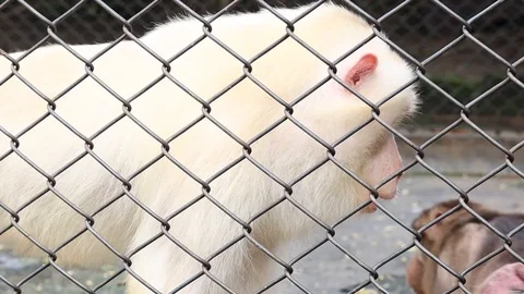 Macaque (Beruk) in a cage Video stock 119098358