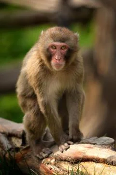 Macaque on the brunch Stock Photos