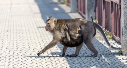 A macaque carries a small macaque on its belly, Thailand Stock Photos