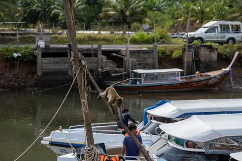 Macaque Climbing Boat Rigging in Khlong Muang Stock Photos