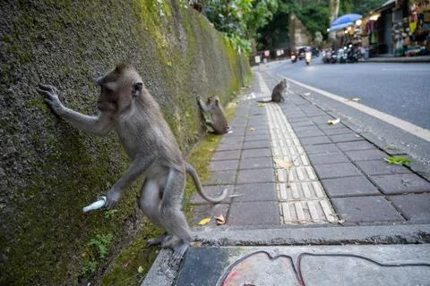 Macaque Climbing Wall With Plastic Waste in Ubud Foto stock