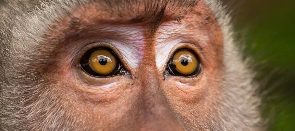 Macaque close-up Stock Photos