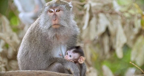Macaque drinks from mother Video stock 116610183