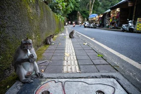 Macaque Drinks From Plastic Bottle in Ubud Fotos de archivo