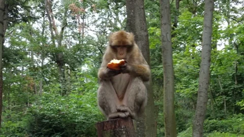 Macaque eating an apple in green forest. Stock Footage 162473640
