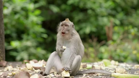 Macaque eating banana in Bali Monkey Forest Stock Footage 336467155
