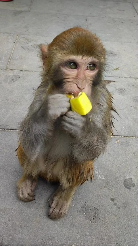 Macaque is eating a banana Video stock 302481248