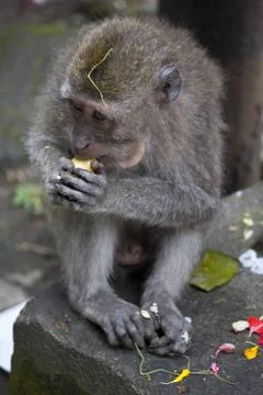 Macaque eating a biscuits in the Monkey Forest of Ubud, Indonesia Stock Photos